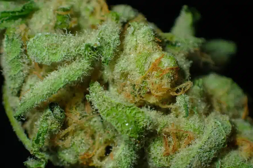 How to Grow Glitter Bomb Weed Strain?